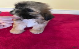 Shih Tzu dogs for sale: Shih Tzus - Image 5