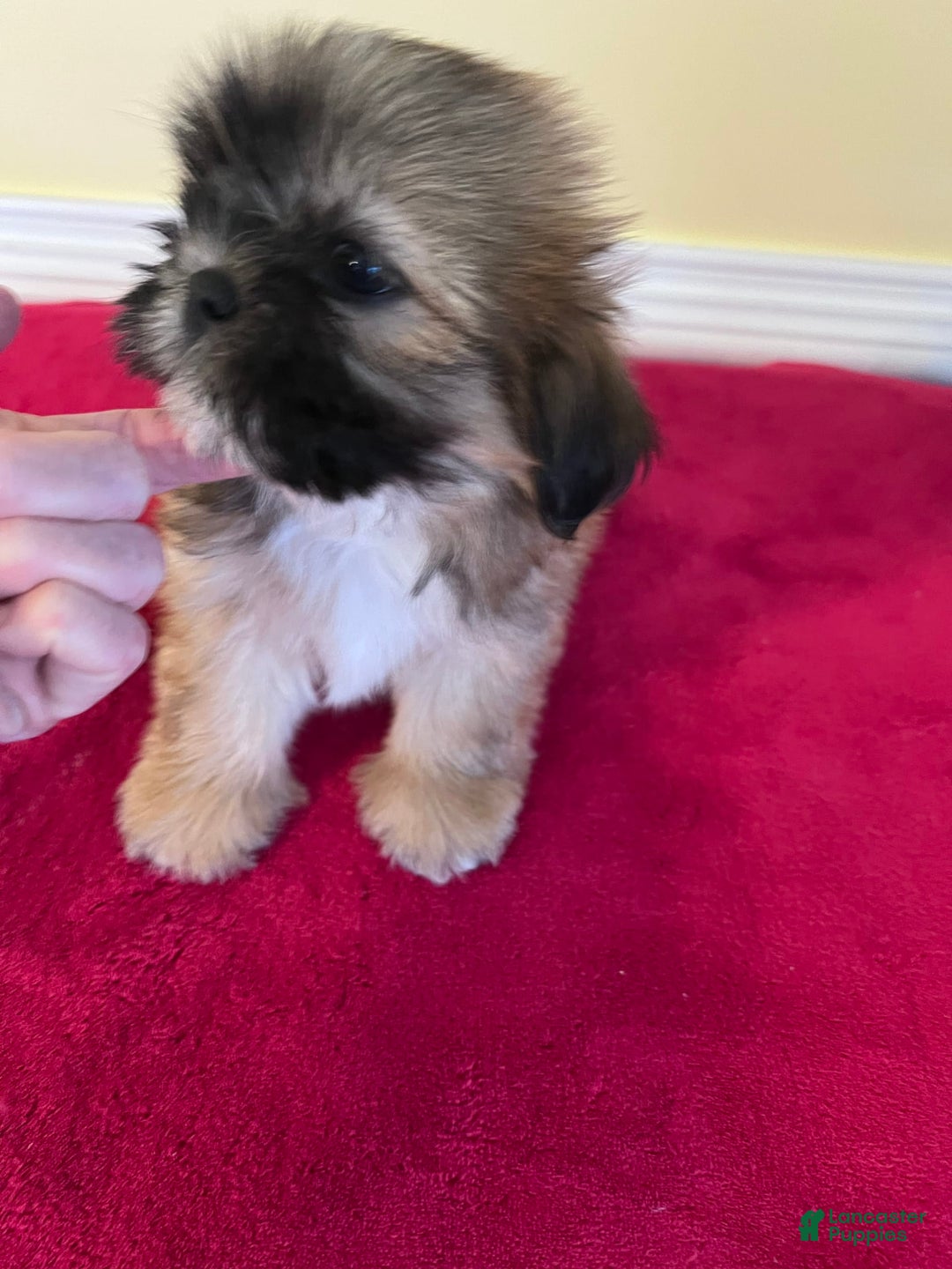 Shih Tzu dogs for sale: Shih Tzus - Image 5