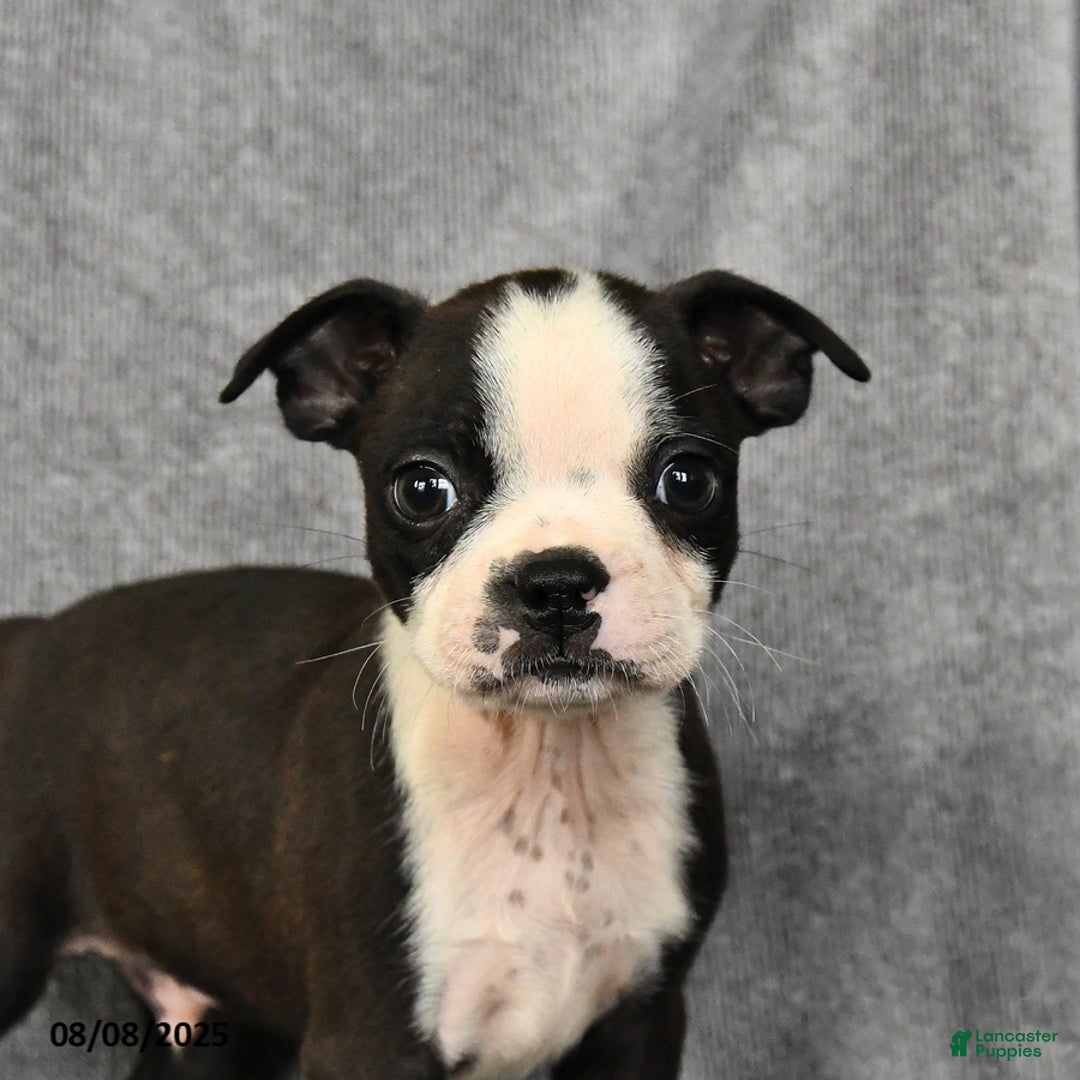 Boston Terrier dogs for sale: Luke - Image 5