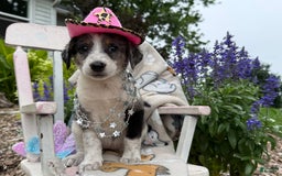 Australian Cattle Dog dogs for sale: Marcia - Image 2
