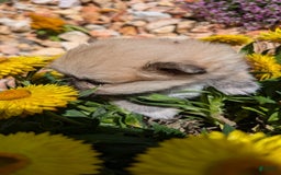 Pomeranian dogs for sale: Bear - Image 3