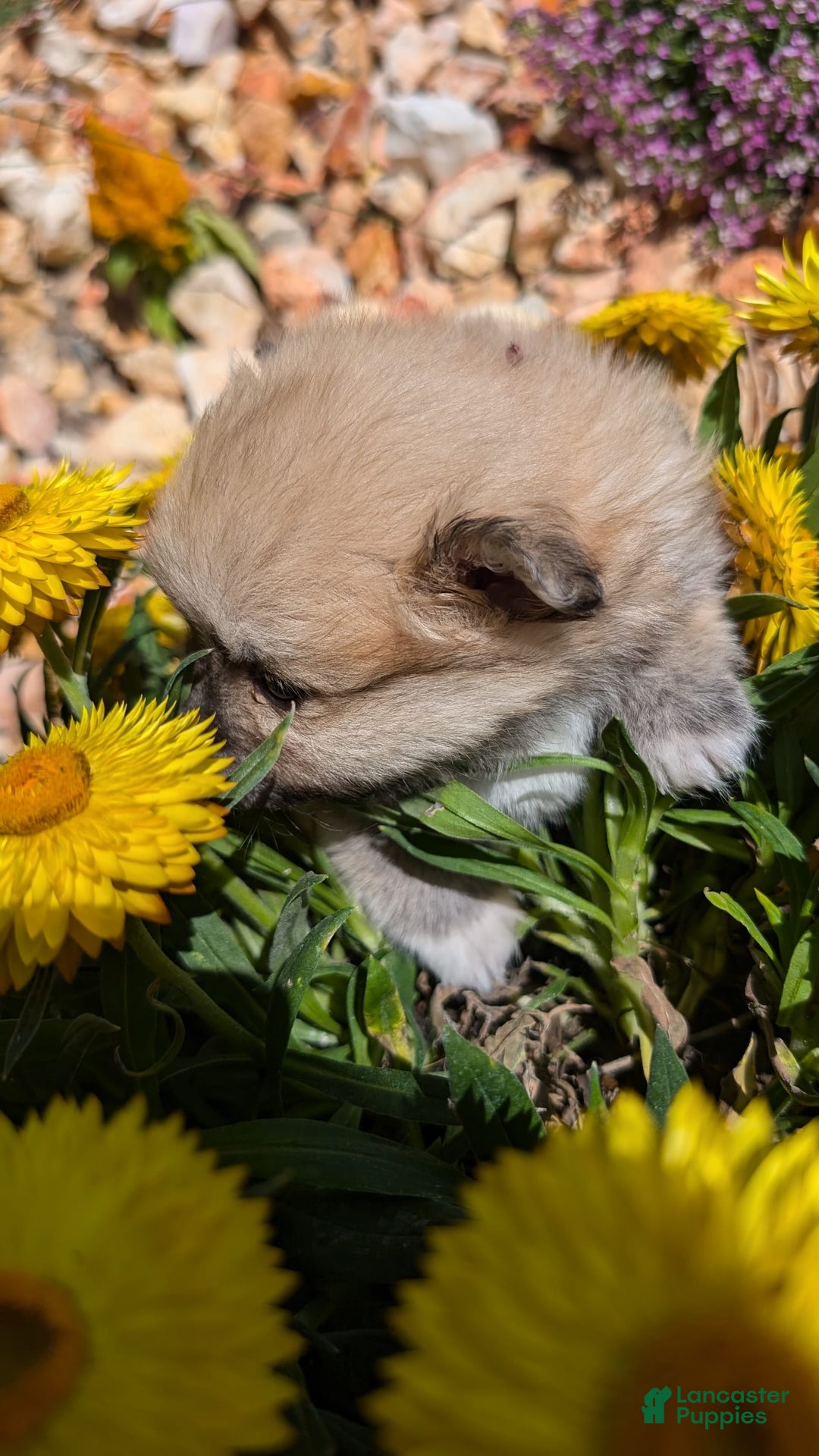 Pomeranian dogs for sale: Bear - Image 3