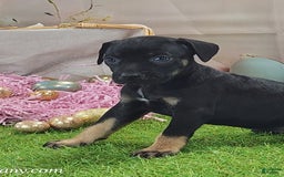 Catahoula Leopard Dog dogs for sale: Goldie 2025 F2 - Image 5