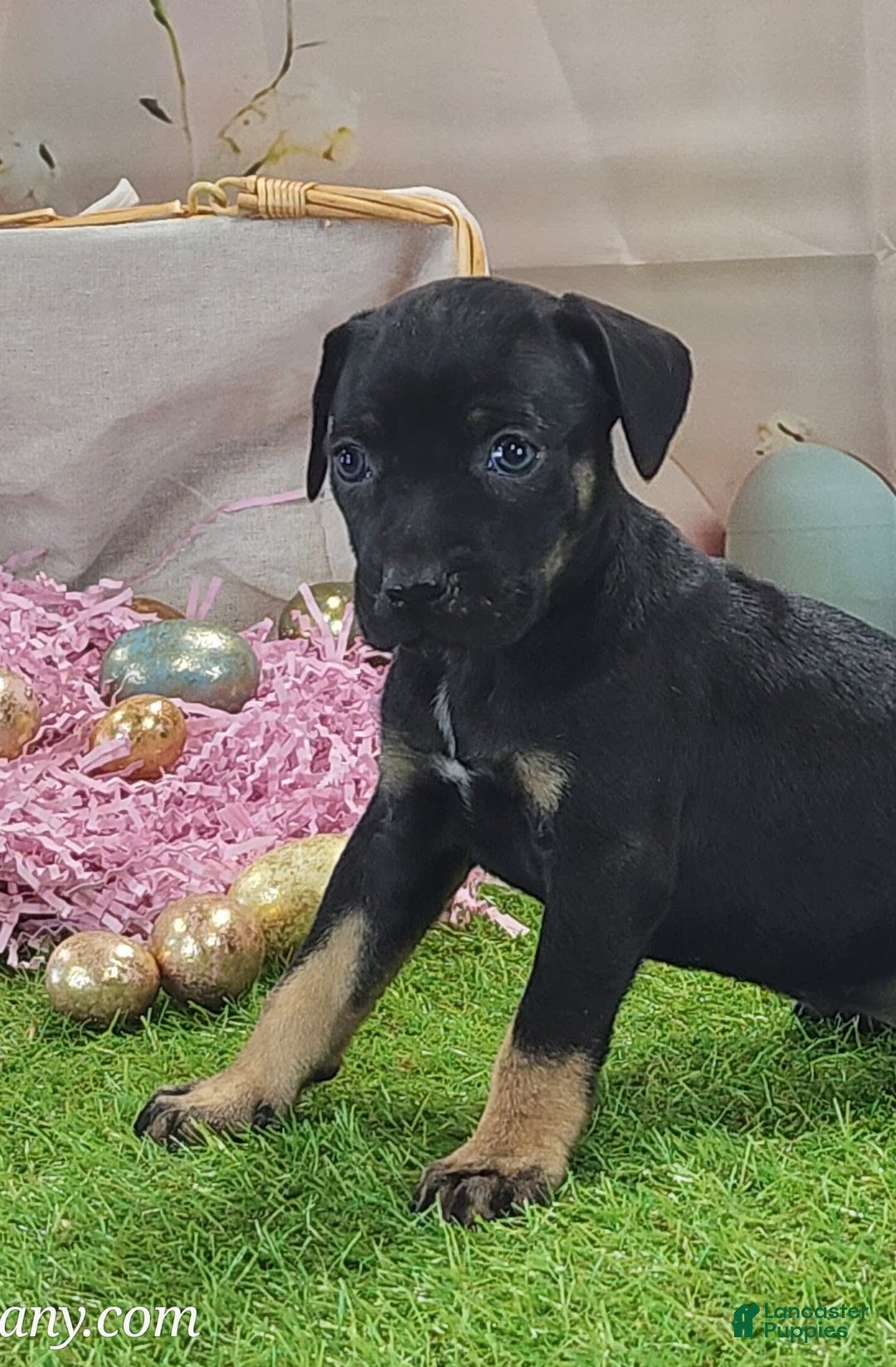 Catahoula Leopard Dog dogs for sale: Goldie 2025 F2 - Image 5
