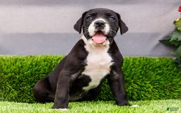 Great Dane dogs for sale: Kathy - Image 1