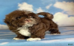 Shih Tzu dogs for sale: Snickers Aca - Image 3