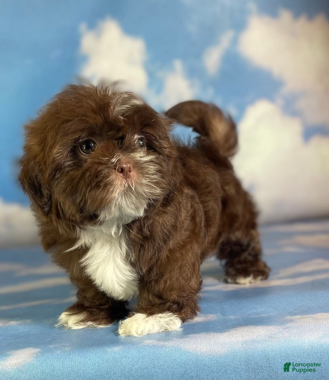Shih Tzu dogs for sale: Snickers Aca - Image 3