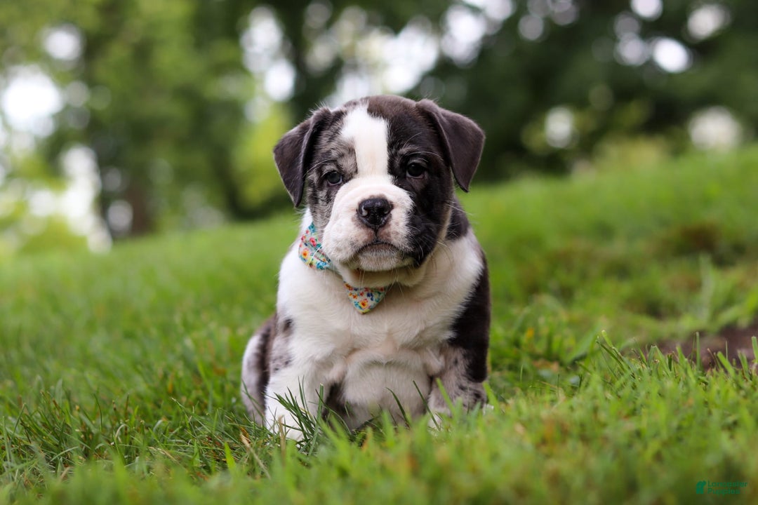 Beabull dogs for sale: Charlie - Image 6