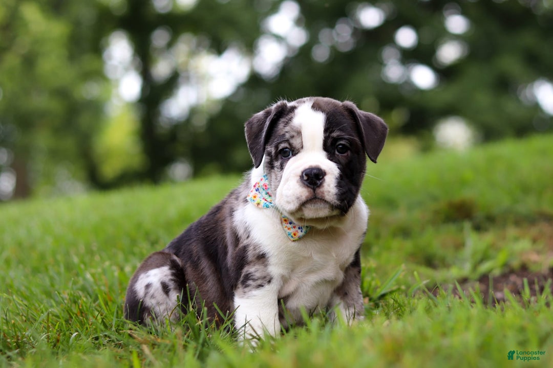 Beabull dogs for sale: Charlie - Image 9