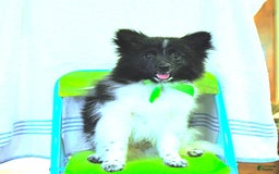 Pomeranian dogs for sale: Cody - Image 6