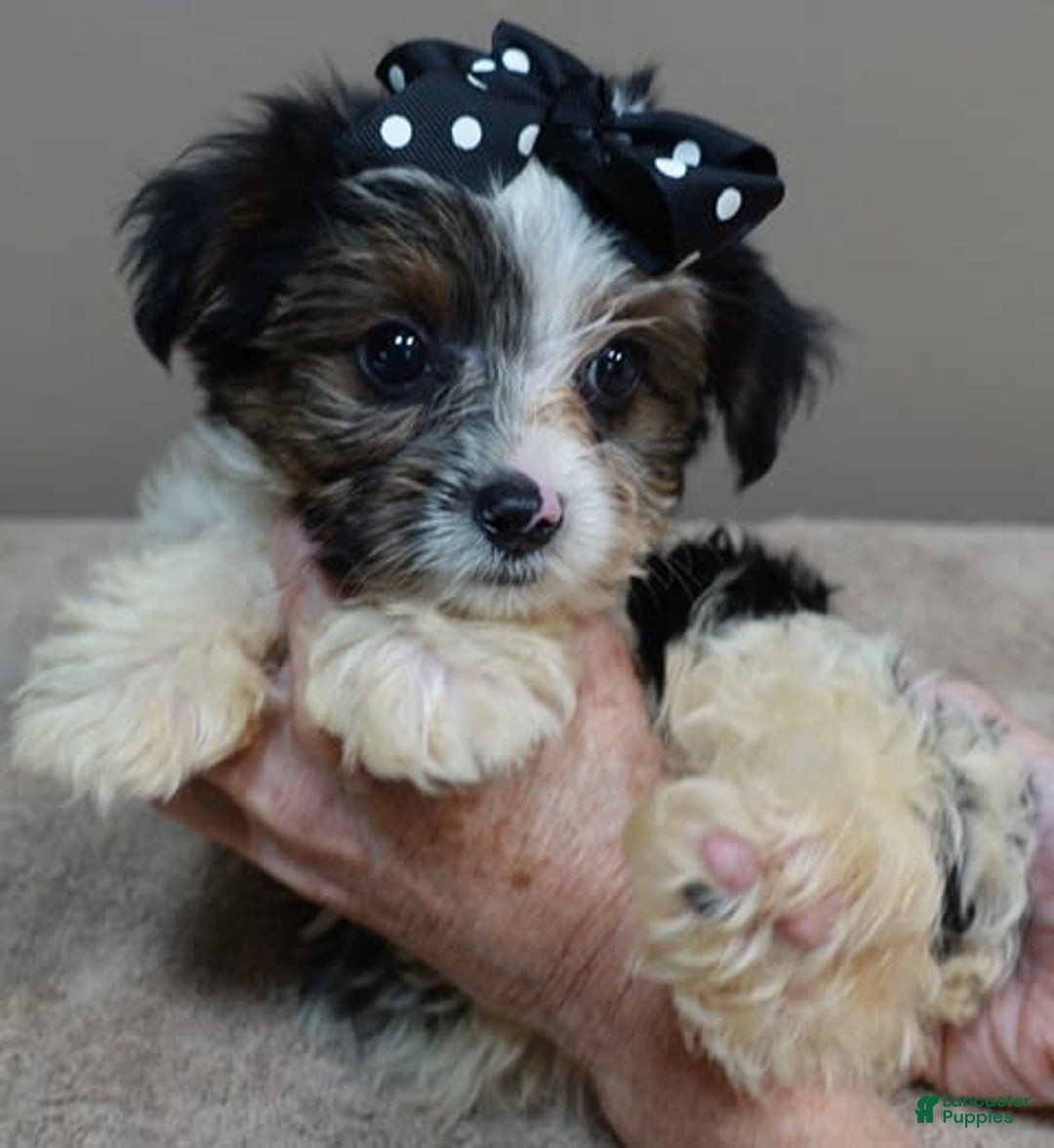 Yorkshire Terrier dogs for sale: Kai parti boy - Image 8