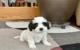 Havanese dogs for sale: Katie - Image 15