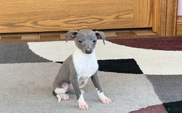 Italian Greyhound dogs for sale: Heidi - Image 5