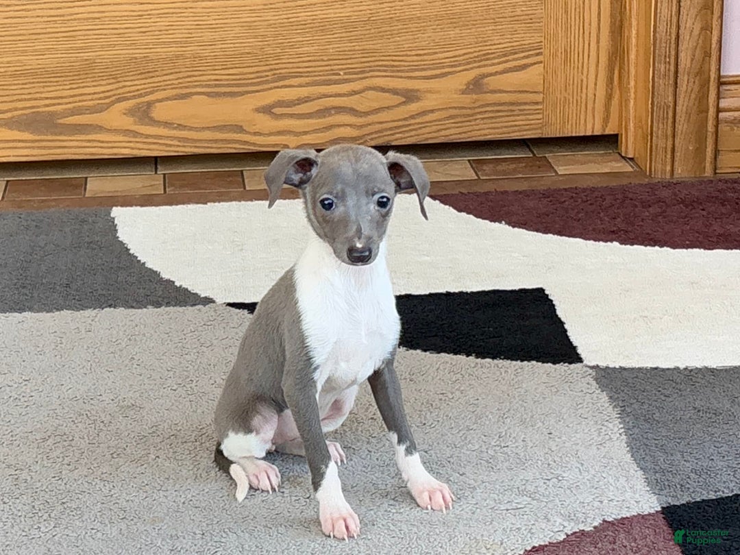 Italian Greyhound dogs for sale: Heidi - Image 5