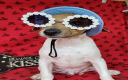 Jack Russell Terrier dogs for sale: Jack Russell Terrier Pike - Image 1