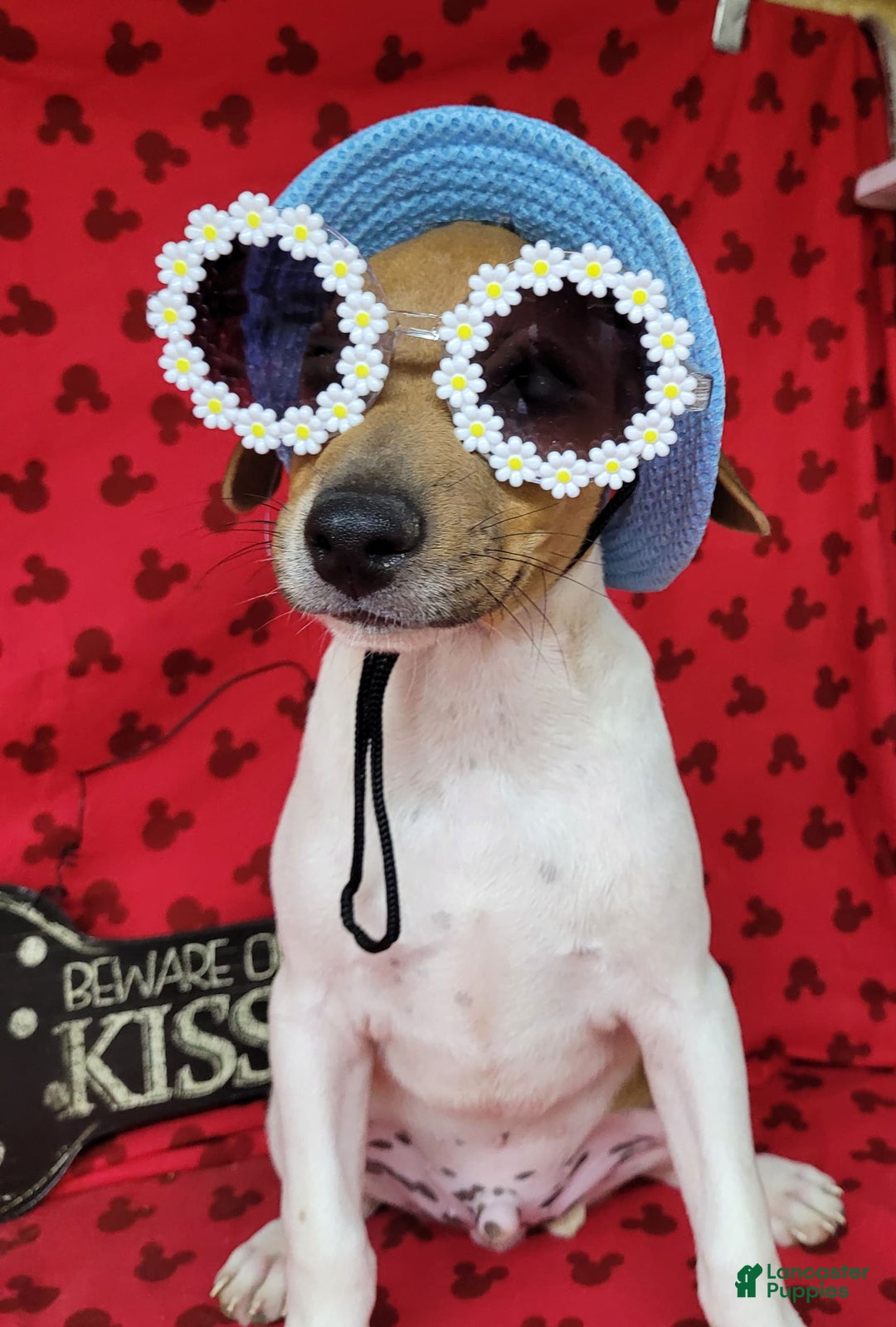 Jack Russell Terrier dogs for sale: Jack Russell Terrier Pike - Image 1