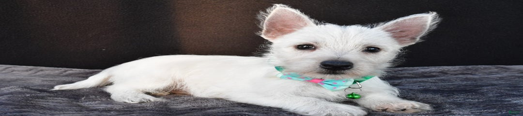 Omar