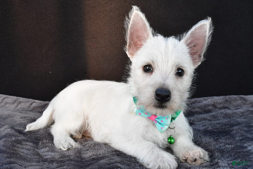 West Highland Terrier dogs for sale: Omar - Image 1