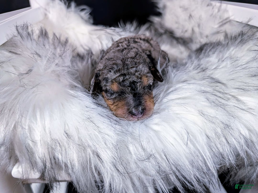 Mini Bernedoodle dogs for sale: Wolfgang - Image 4