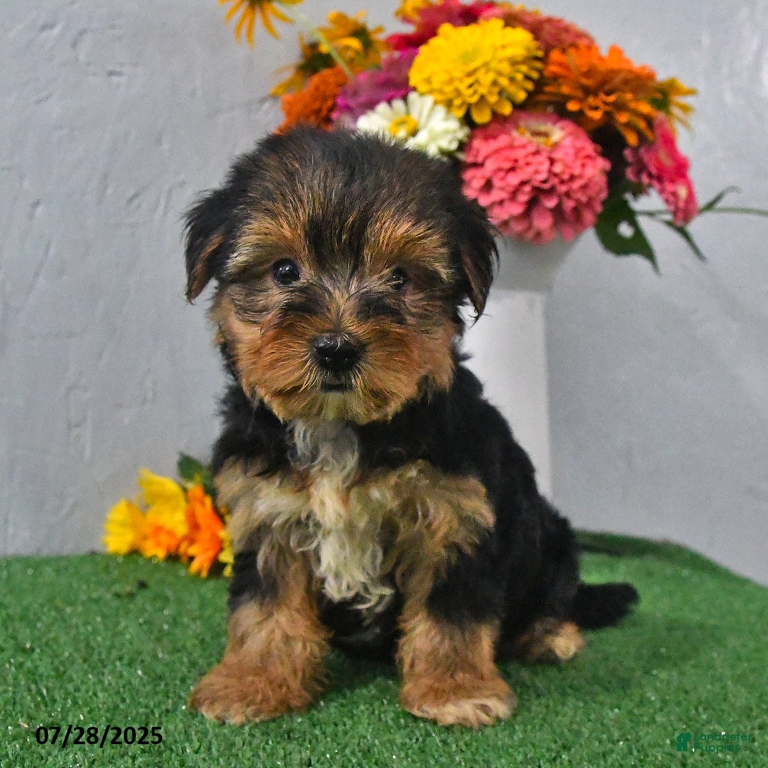 Yochon dogs for sale: Nellie - Image 1