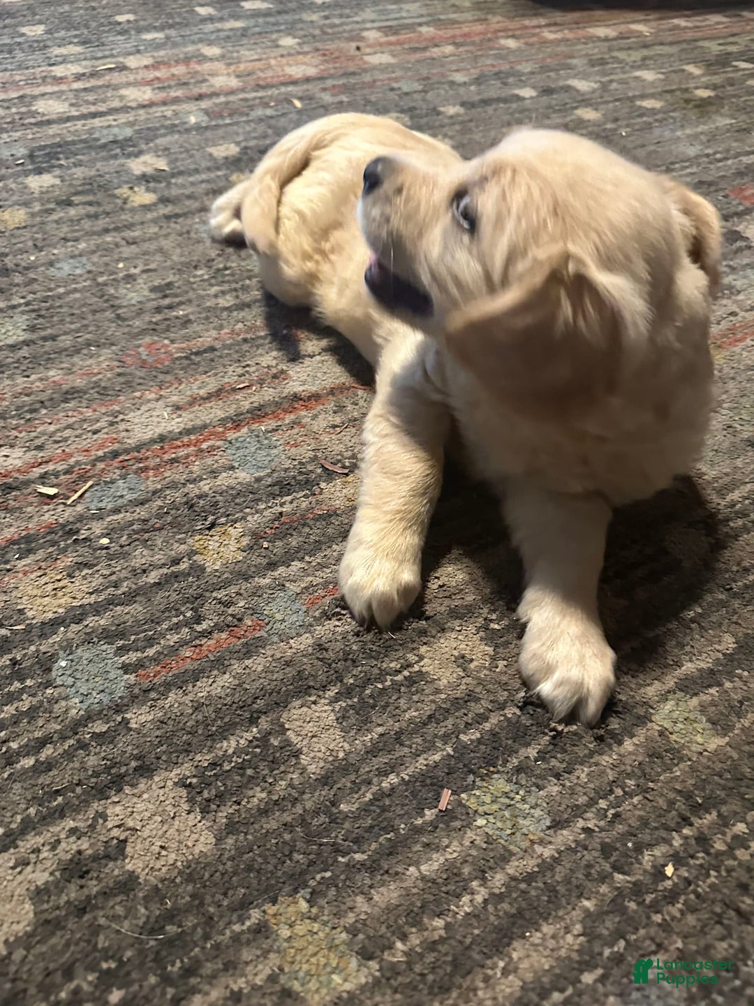 Golden Retriever dogs for sale: Maxine - Image 1