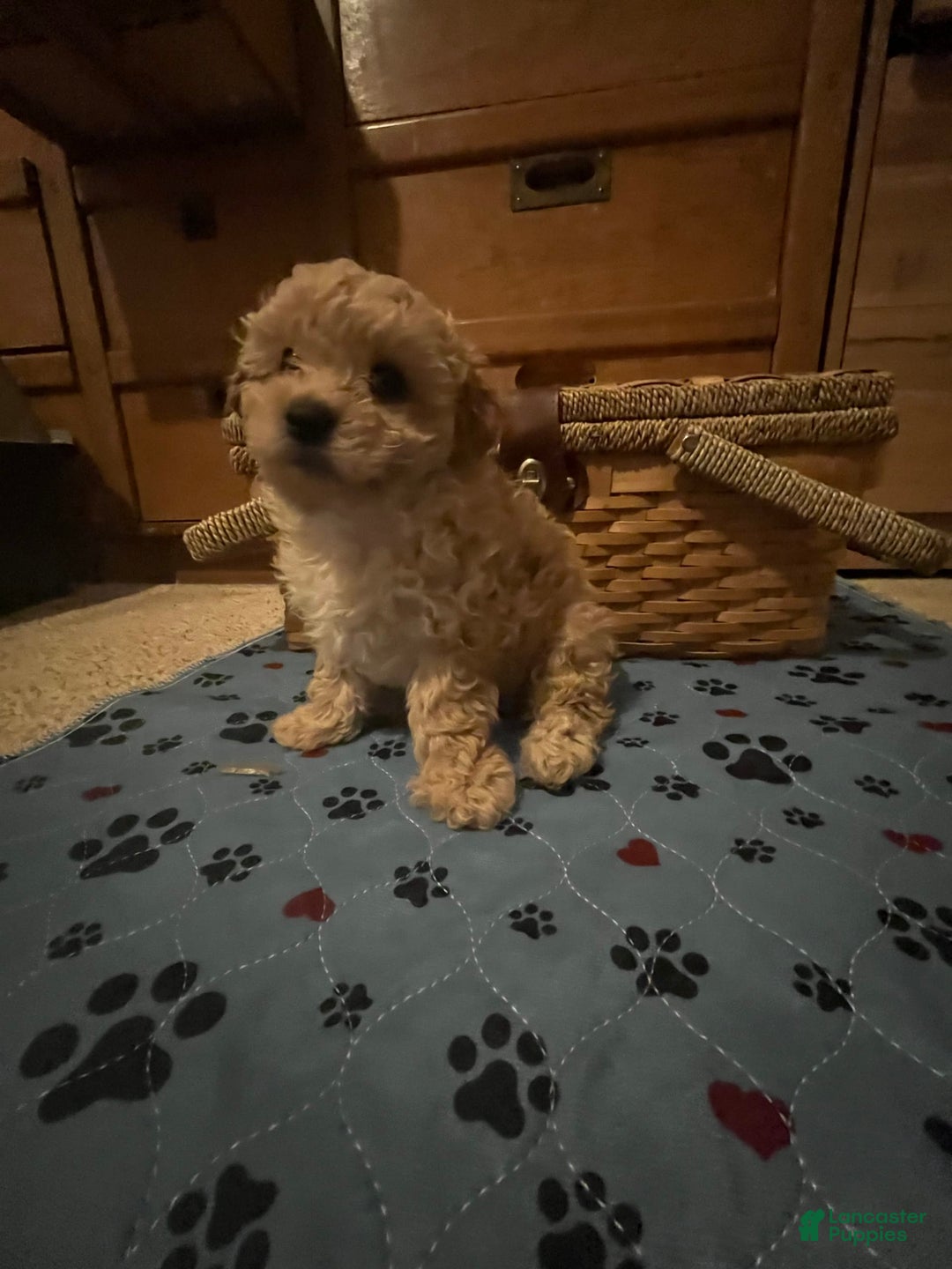 Miniature Poodle dogs for sale: Lili - Image 1