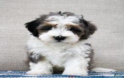 Mini Bernedoodle dogs for sale: Luke - Image 4