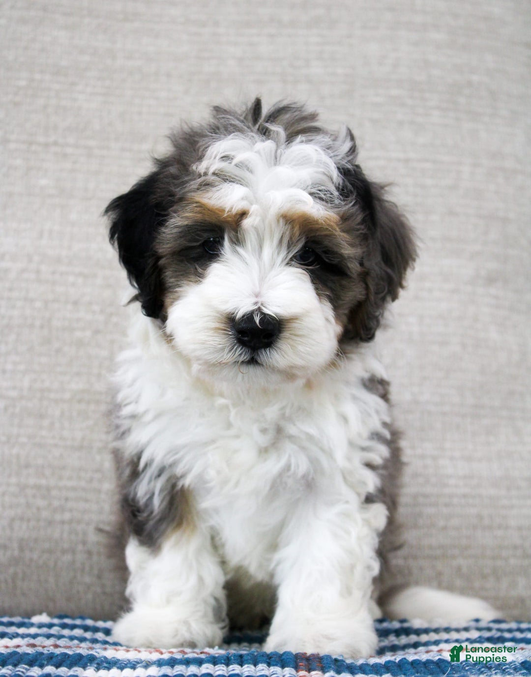 Mini Bernedoodle dogs for sale: Luke - Image 4