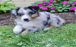 Miniature Australian Shepherd dogs for sale: Fiona - Image 7