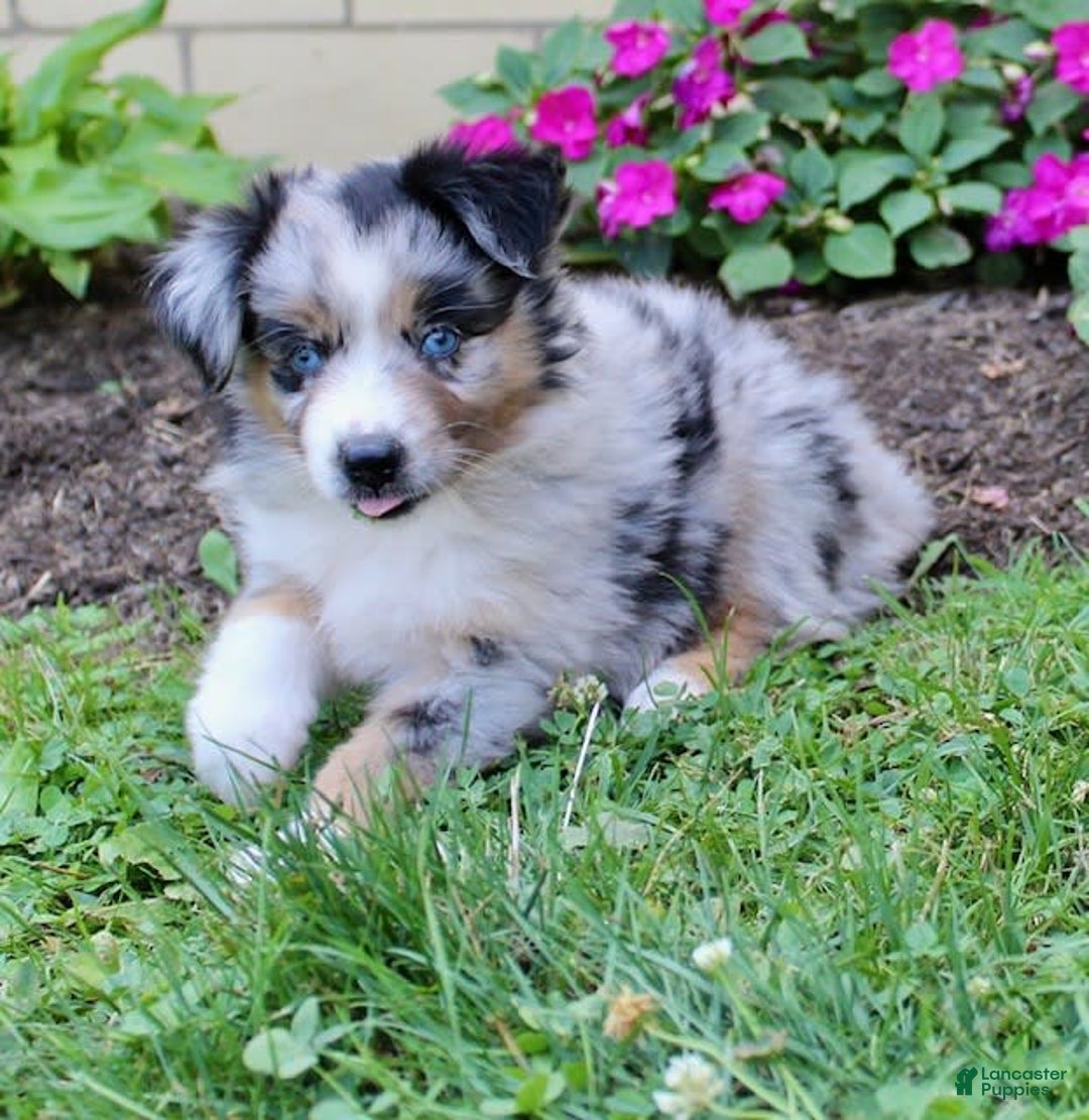 Miniature Australian Shepherd dogs for sale: Fiona - Image 7