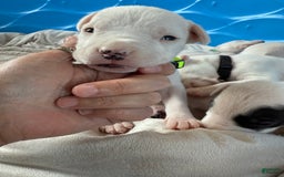 Dogo Argentino dogs for sale: M2 - Image 3