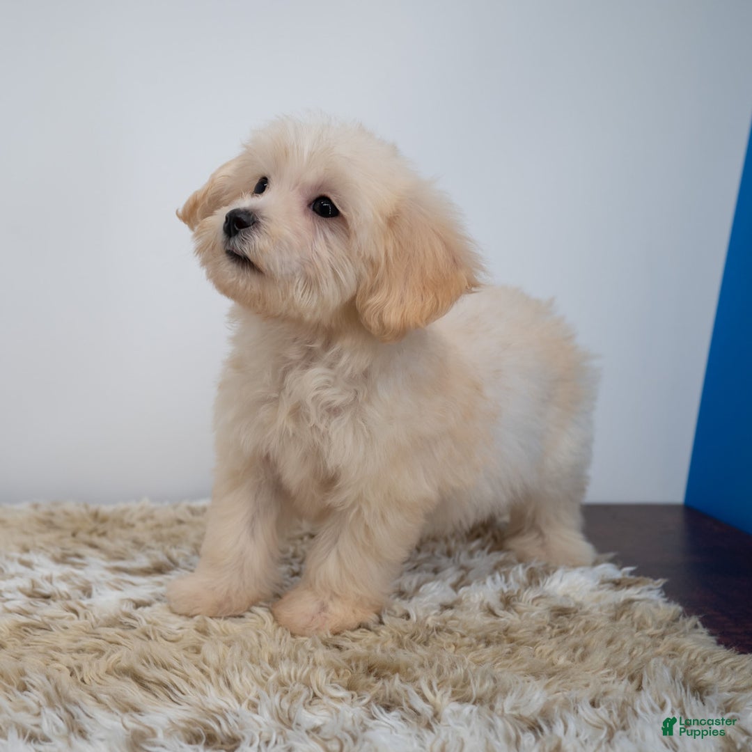 Maltipoo dogs for sale: Myla - Image 7