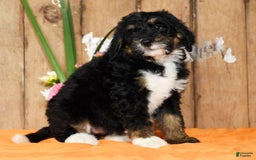 Bernedoodle dogs for sale: Delores - Image 4