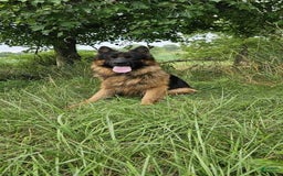 German Shepherd dogs for sale: Chase - Image 7