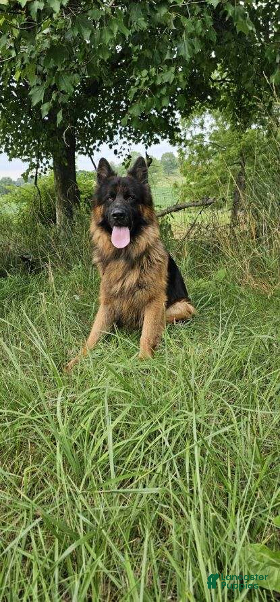 German Shepherd dogs for sale: Chase - Image 7