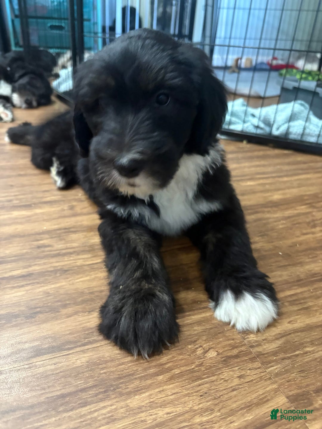 Old English Sheepdog dogs for sale: Dark Blue Boy - Image 6