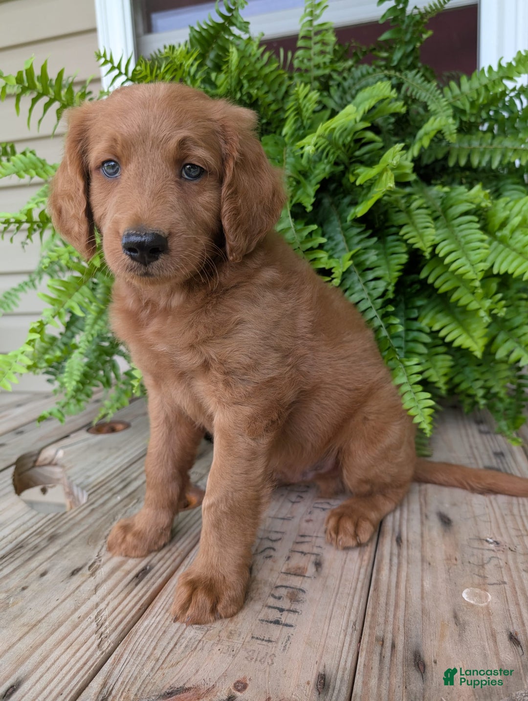 Goldendoodle dogs for sale: Flip - Image 15