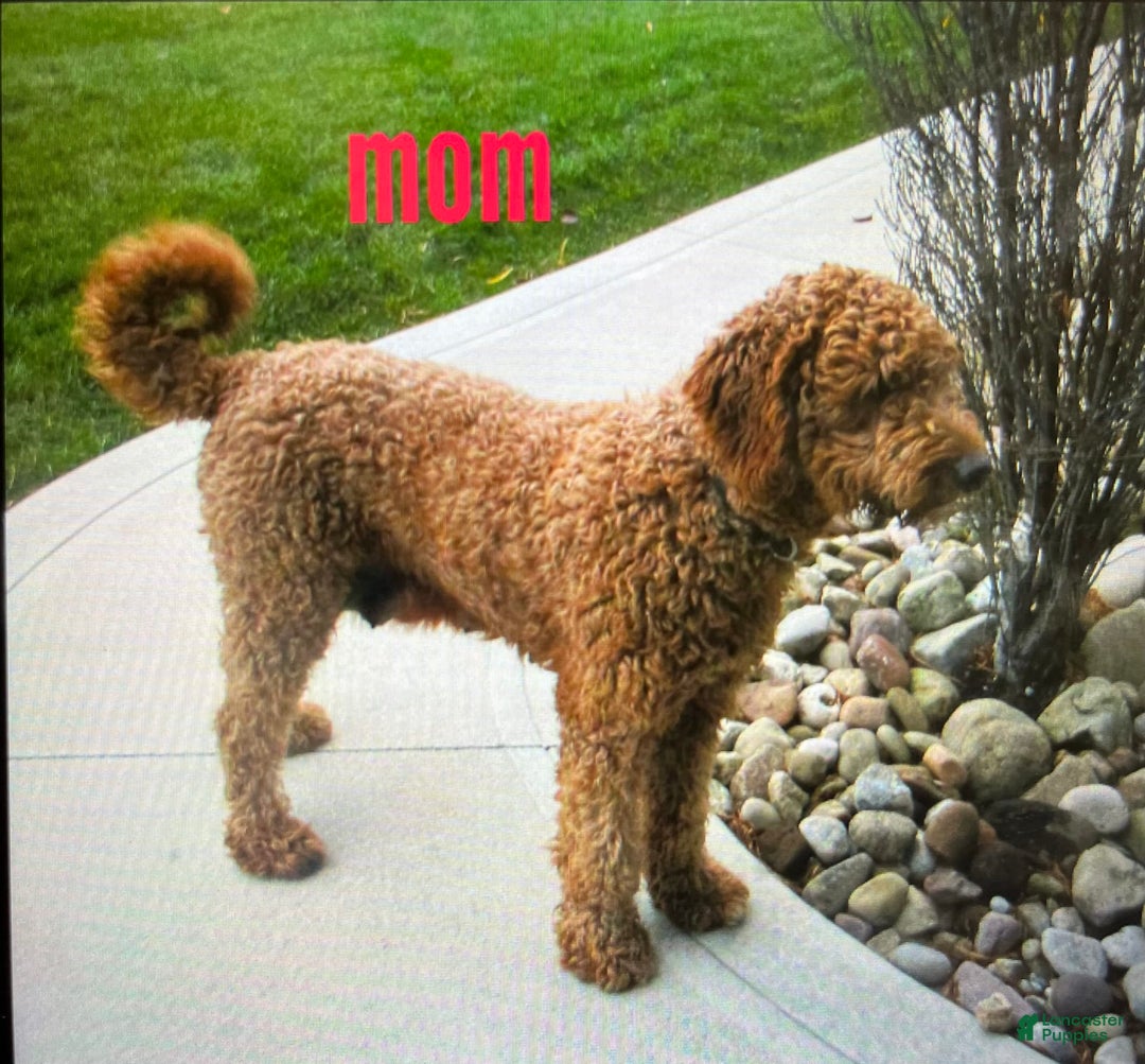 Mini Goldendoodle dogs for sale: Petite Ms. Nadia - Image 8