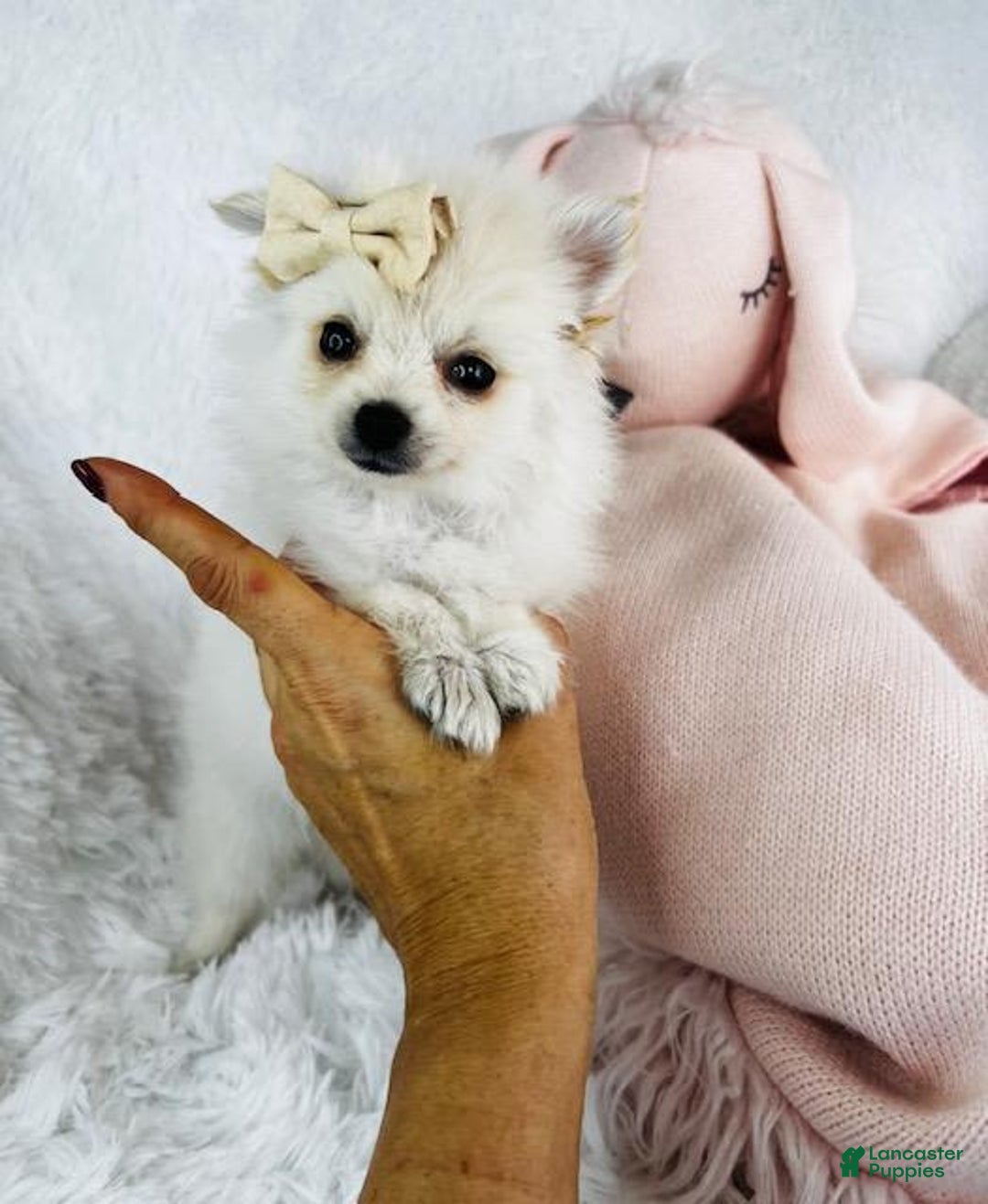 Pomeranian dogs for sale: Princess - Image 3