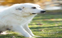 Great Pyrenees dogs for sale: Teddy - Image 2