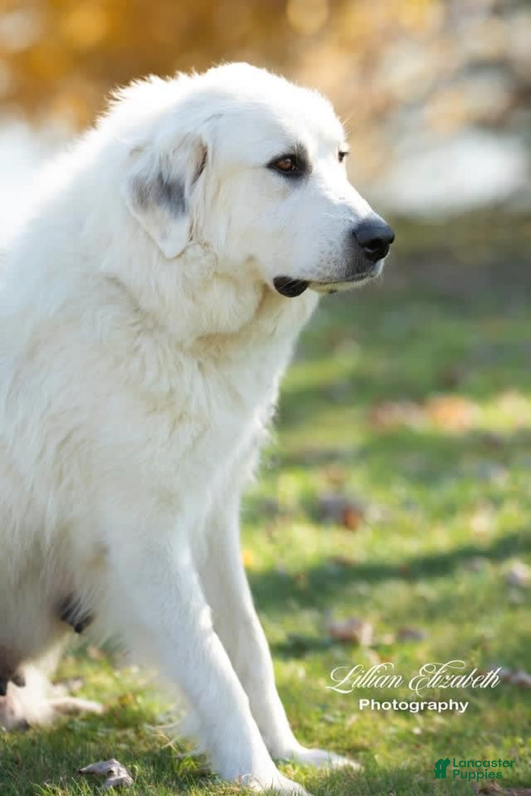 Great Pyrenees dogs for sale: Teddy - Image 2