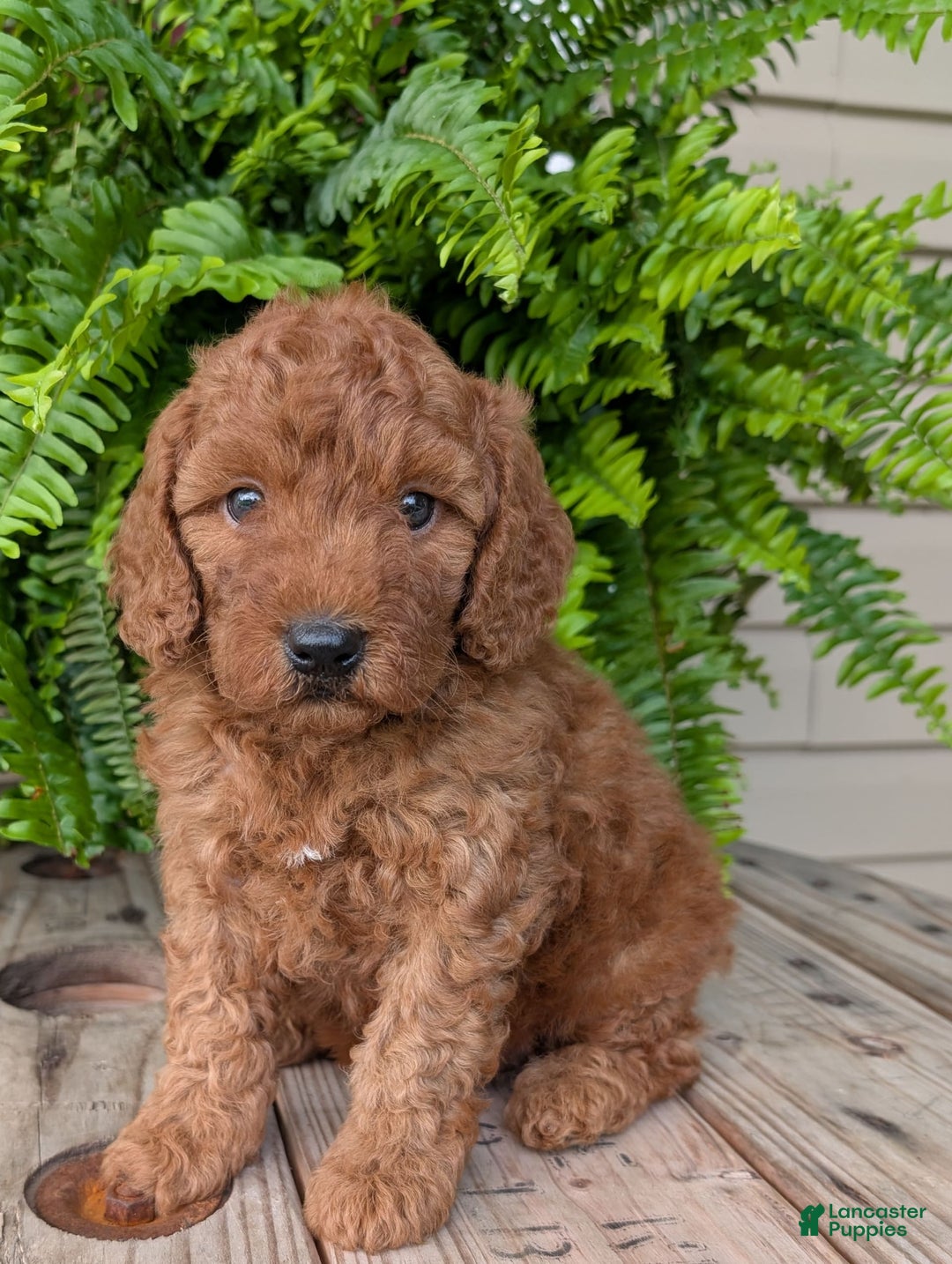 Mini Goldendoodle dogs for sale: Mini -kobe - Image 22