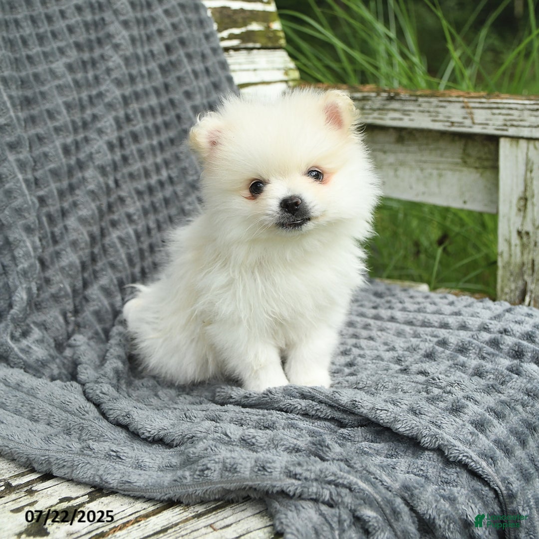 Pomeranian dogs for sale: Winston - Image 3