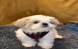 Shih Tzu dogs for sale: Mystical - Image 3