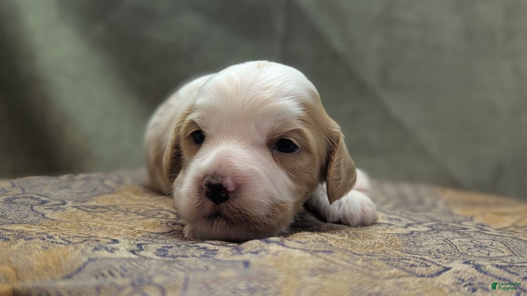 Cockapoo dogs for sale: Hiccup - Image 3