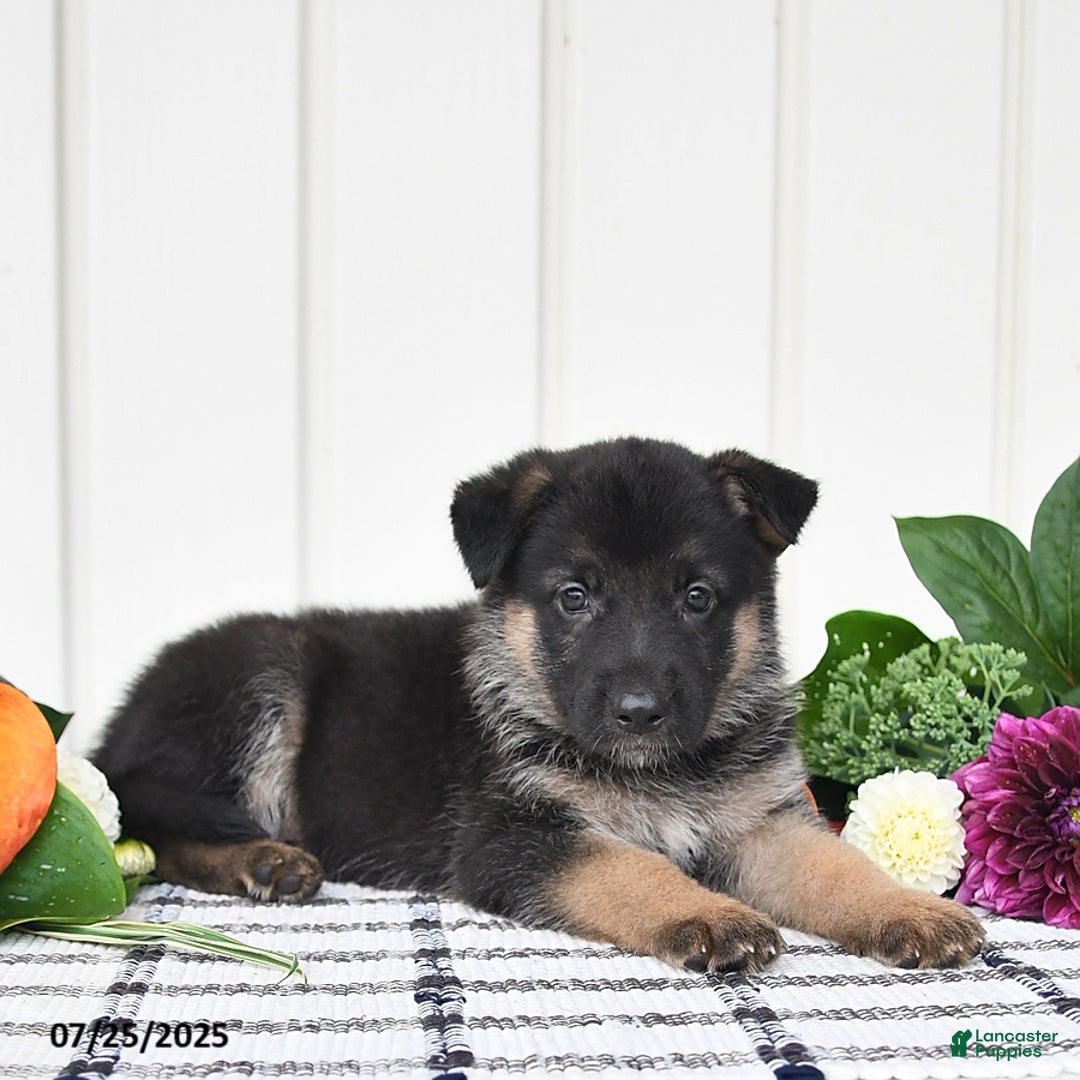 German Shepherd dogs for sale: Jeneau - Image 2