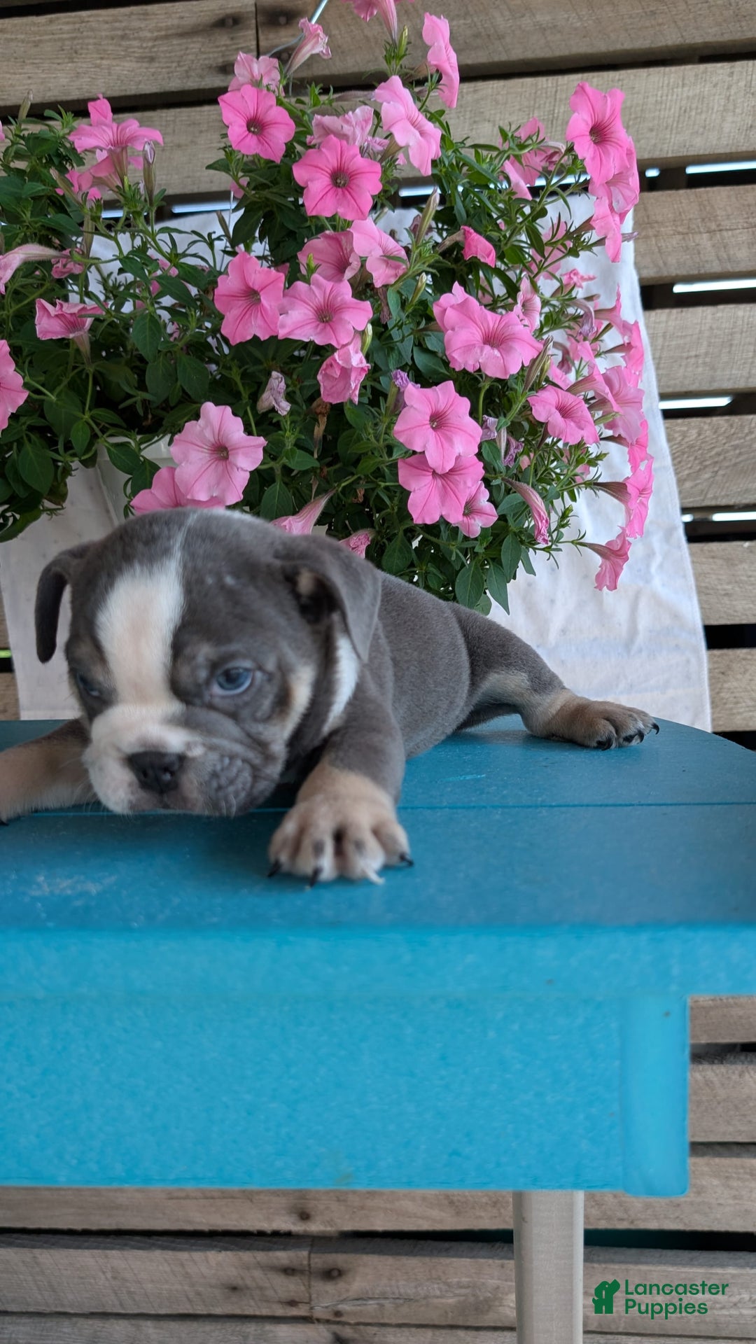 English Bulldog dogs for sale: Heath - Image 2
