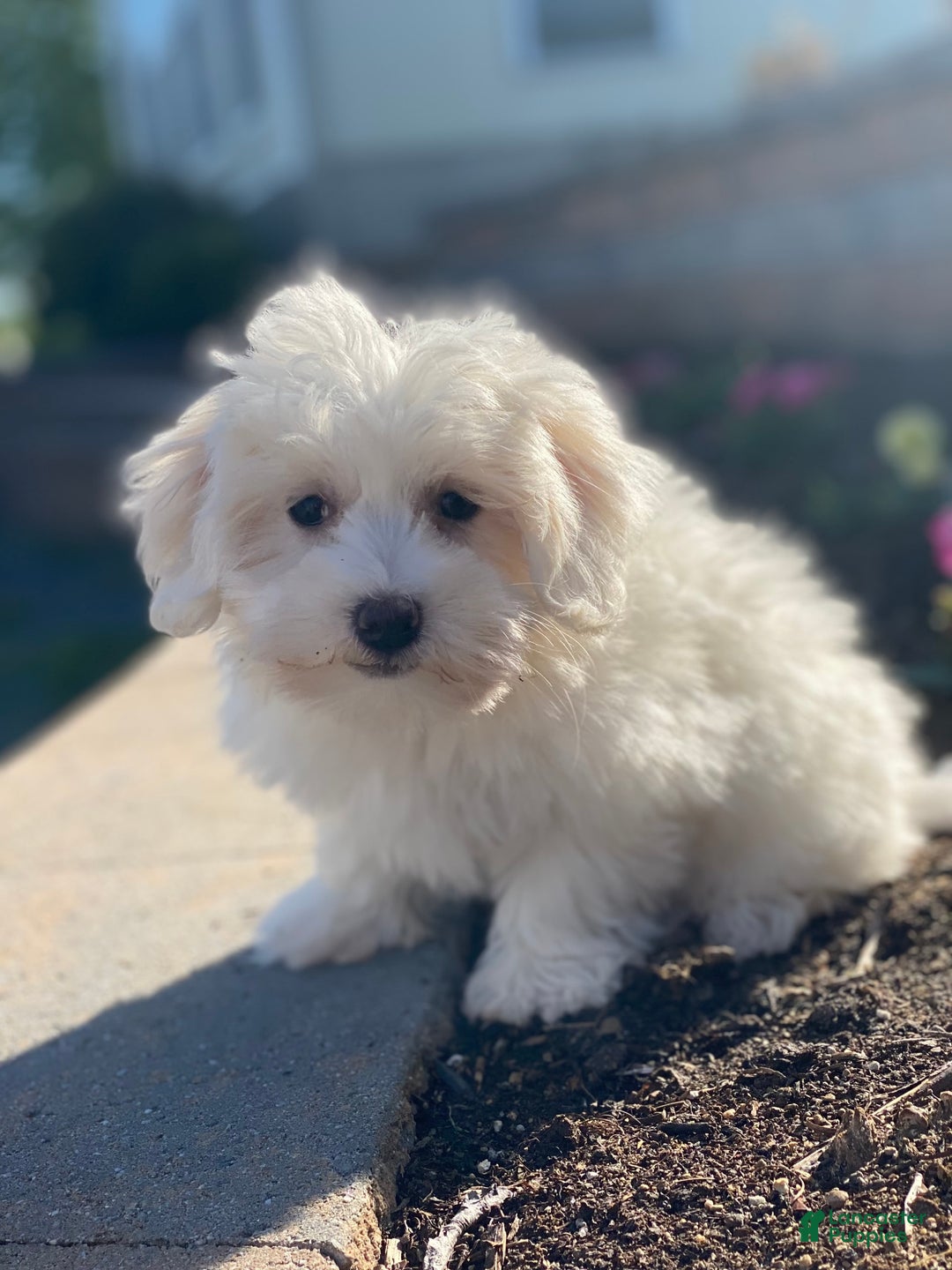 Coton De Tulear dogs for sale: Alexa - Image 1