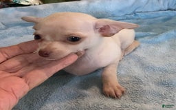Chihuahua dogs for sale: Rainy - Image 1