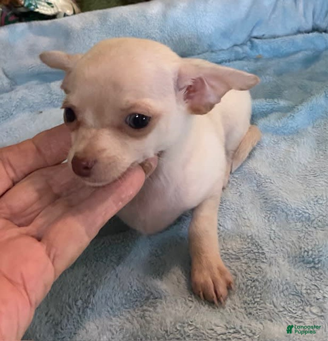 Chihuahua dogs for sale: Rainy - Image 1